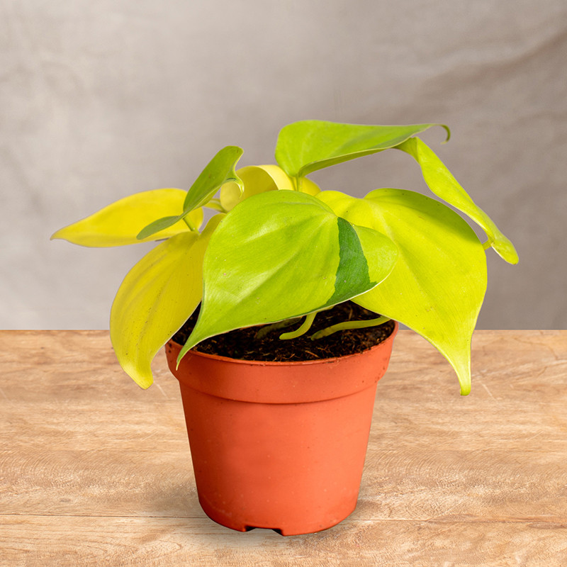 Filodendron 'Lemon Lime' |...