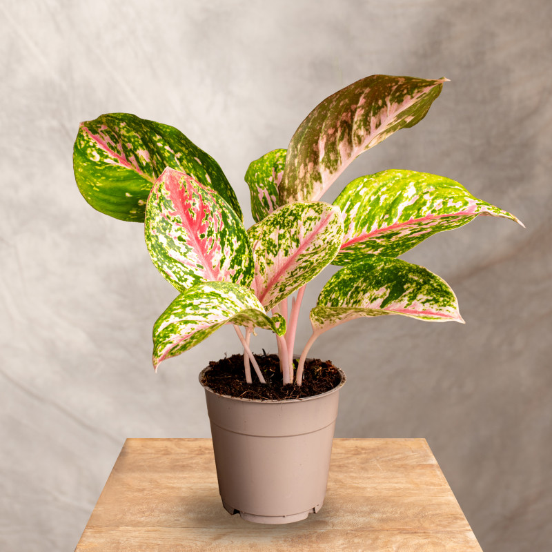 Aglaonema 'Dark Pink Star'