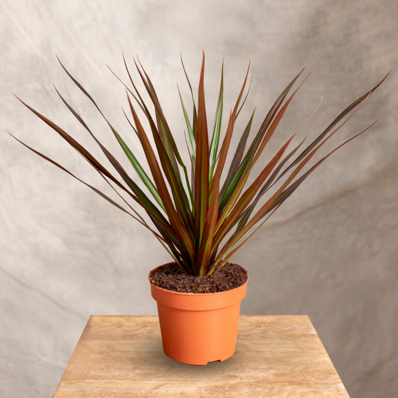 Dracena 'Magenta'