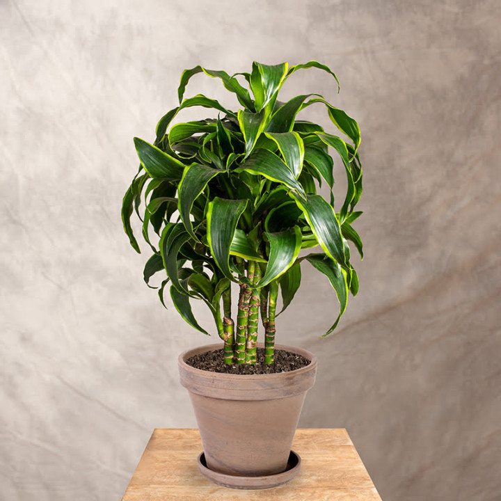 Dracena fragrans 'Dorado' Rozgałęziona | Tomaszewski