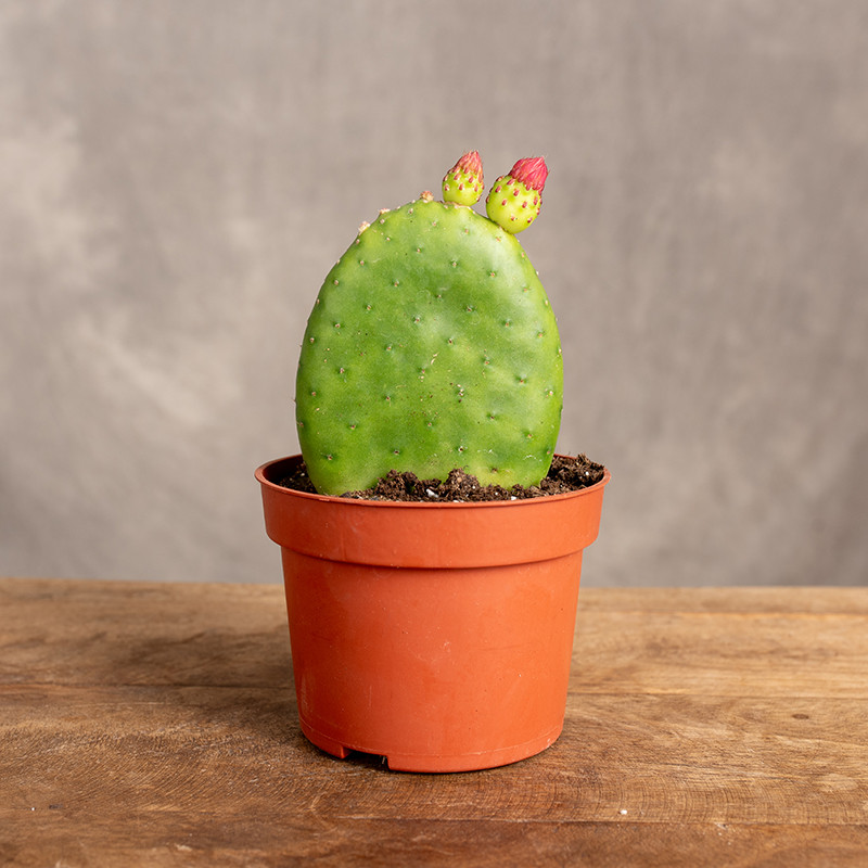 Opuntia inamoena | Opuncja