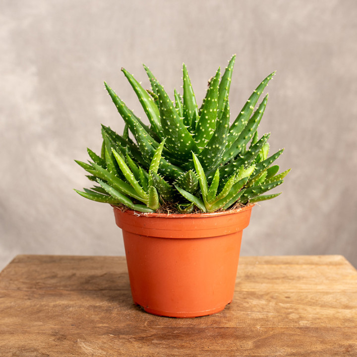 Aloes 'Safari Kerio' | Tomaszewski