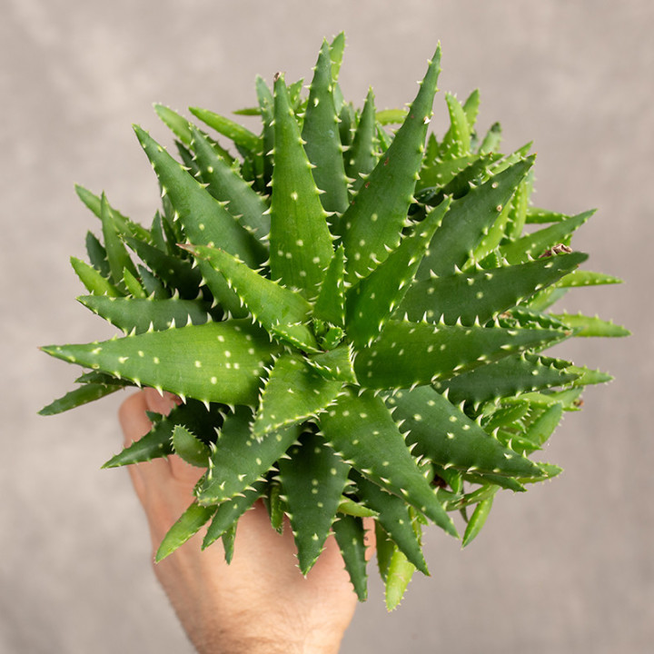 Aloes 'Safari Kerio' | Tomaszewski