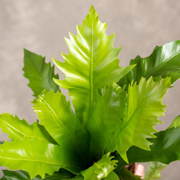 Asplenium 'Gioia' | Tomaszewski