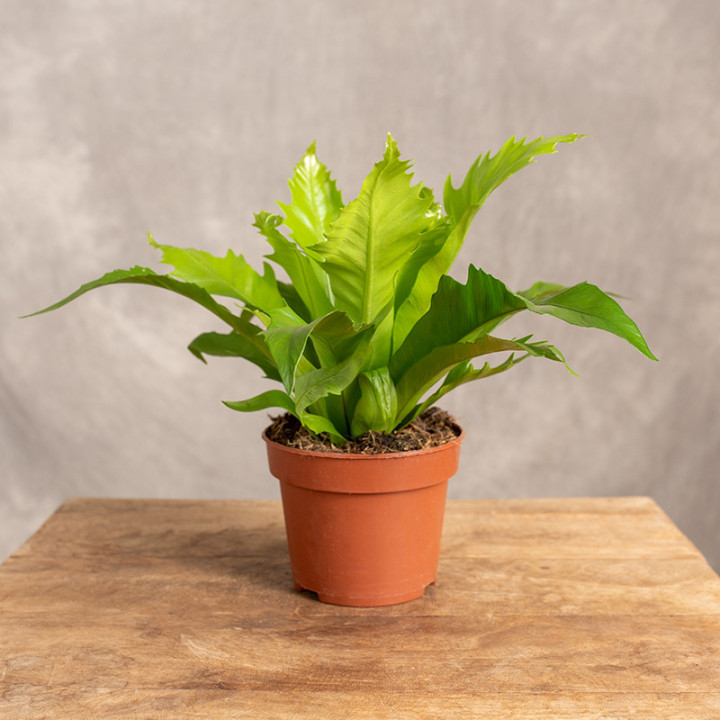 Asplenium 'Gioia' | Tomaszewski