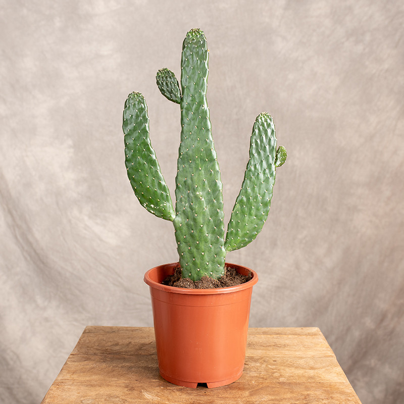 Opuncja rubescens