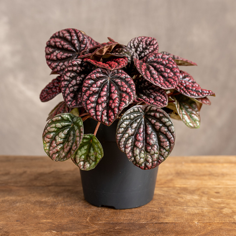 Peperomia 'Lucinda'