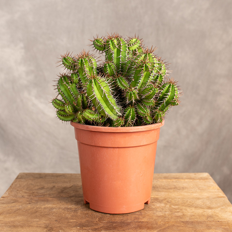 Euphorbia fruticosa | Duża