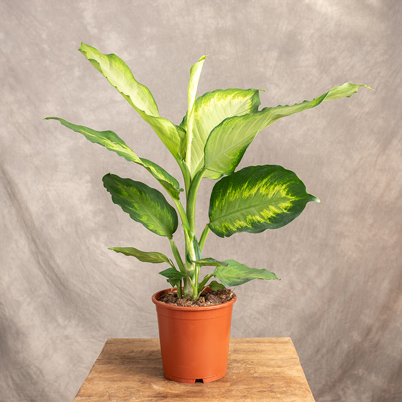Difenbachia 'Ivory Green'