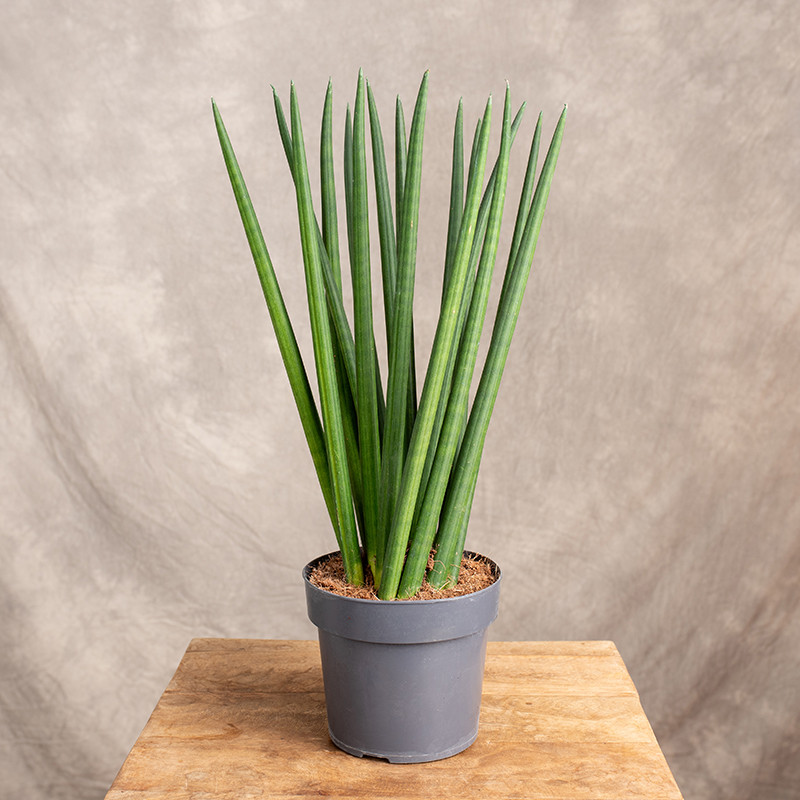 Sansewieria cylindryczna