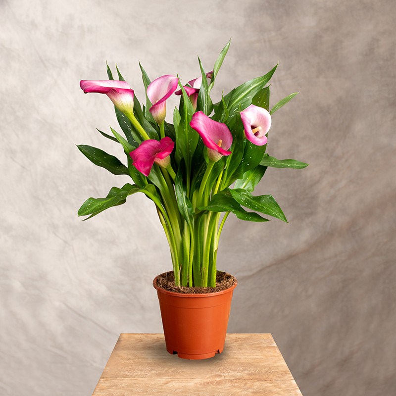 Zantedeschia 'Zazu'