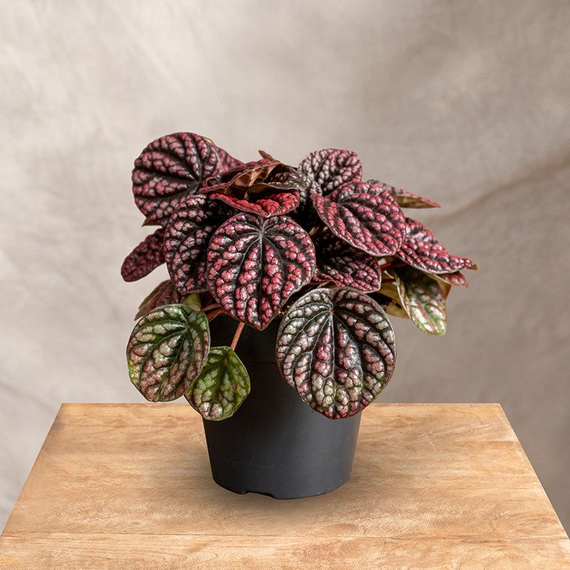 Peperomia 'Lucinda'