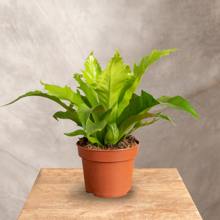 Asplenium 'Gioia' | Tomaszewski