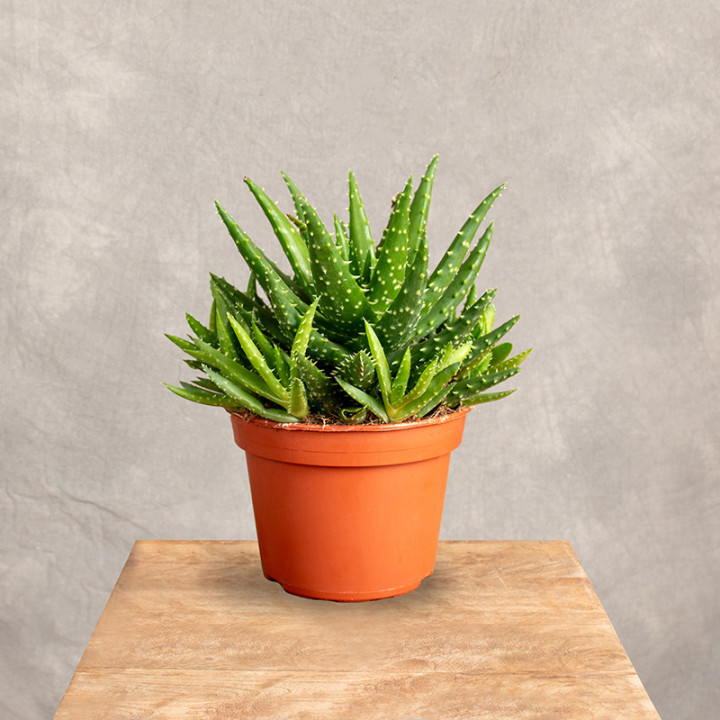 Aloes 'Safari Kerio' | Tomaszewski