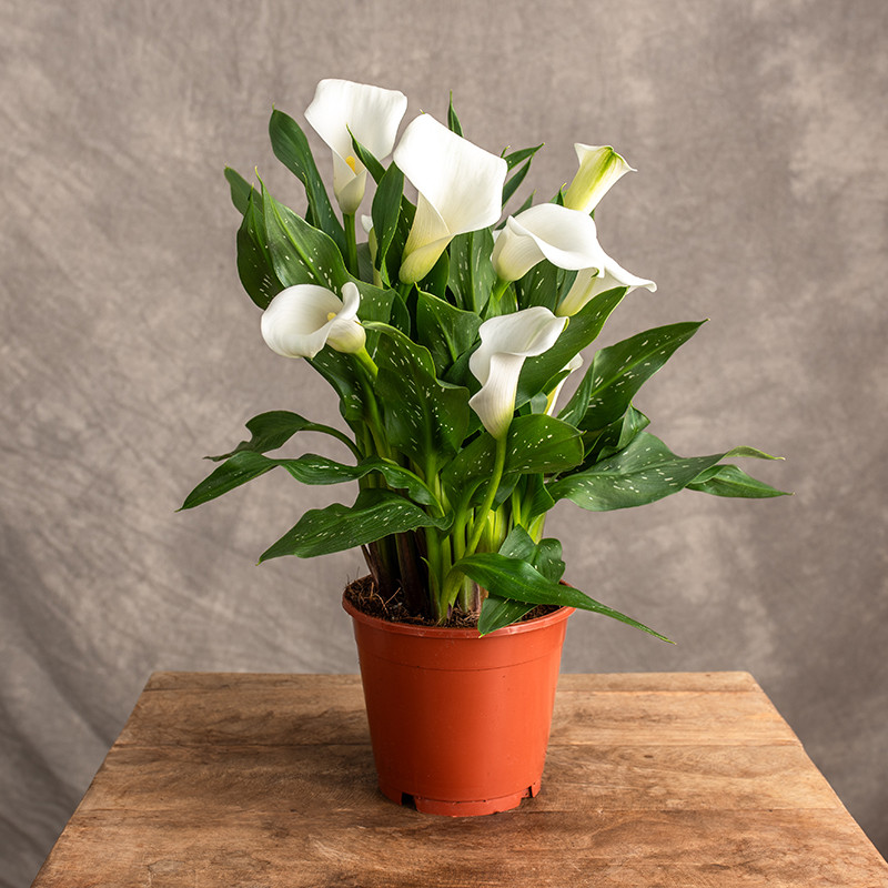 Zantedeschia 'Captain Fresco'