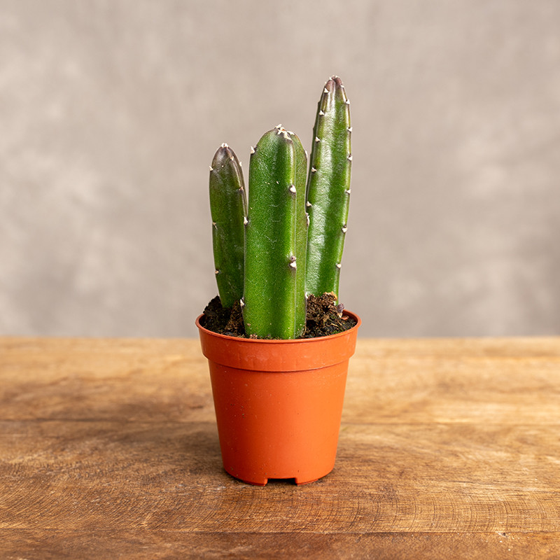 Stapelia leendertziae | Mini