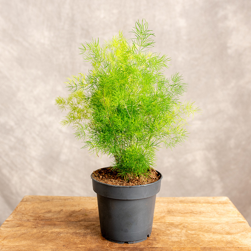 Asparagus 'Umbellatus'
