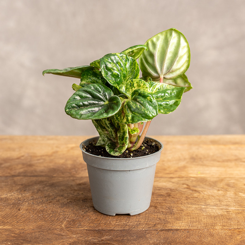 Peperomia 'Buenos Aires' |...