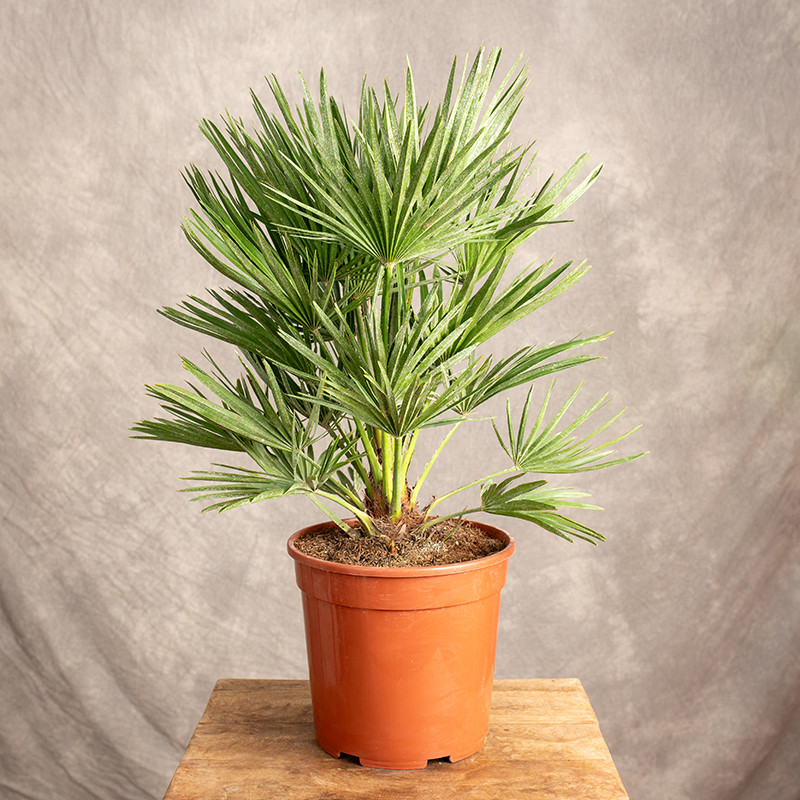 Chamaerops humilis | Duży