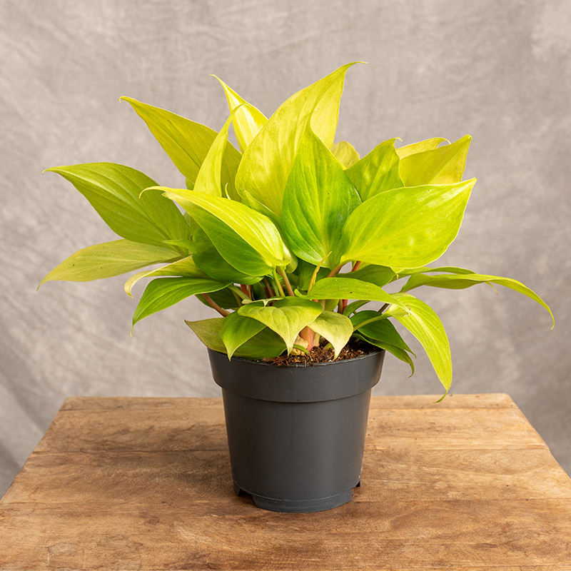 Homalomena 'Emerald Gem'