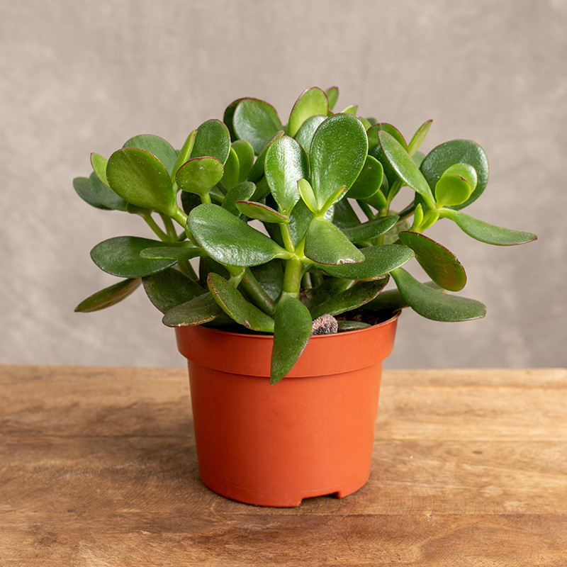 Drzewko szczęścia Grubosz |...