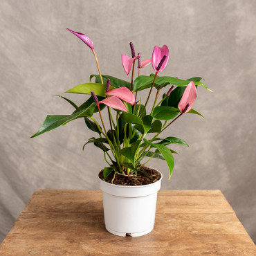 Anturium 'Zizou' | Małe