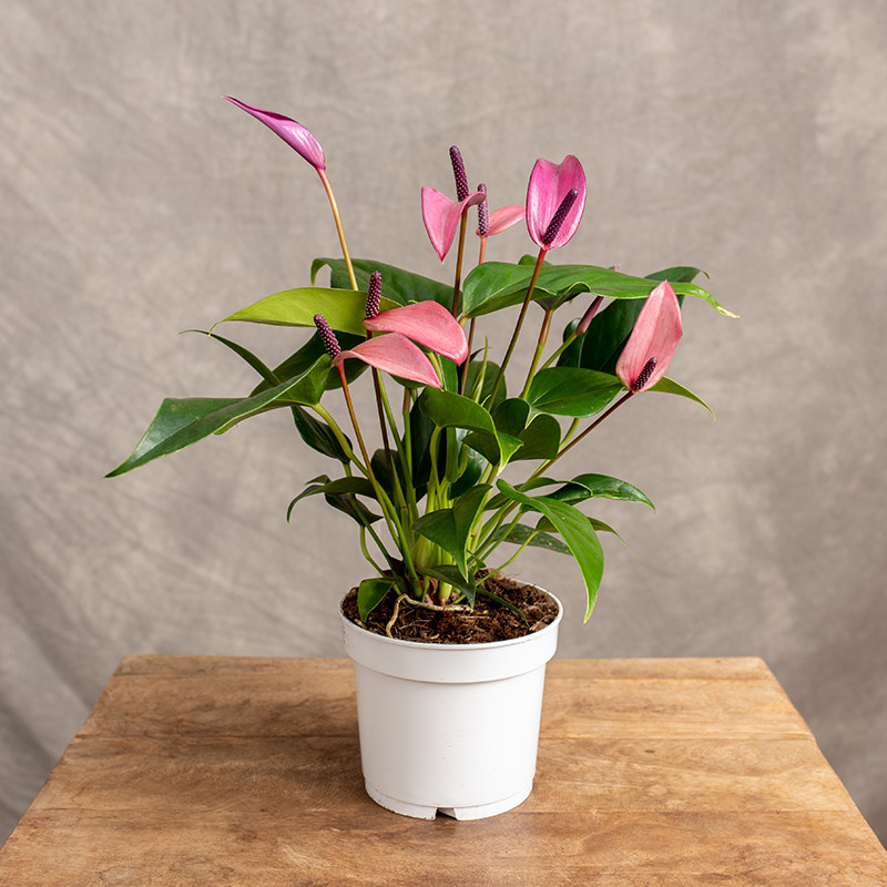 Anturium 'Baby Purple' | Fioletowe anturium z grupy andreanum