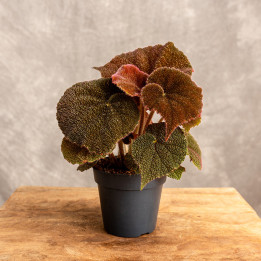 Begonia massoniana 'River' | Tomaszewski