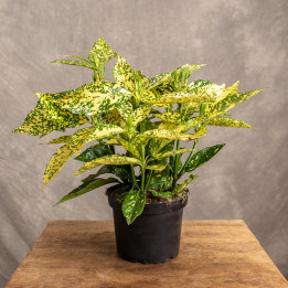 Aukuba japońska 'Variegata' | Tomaszewski