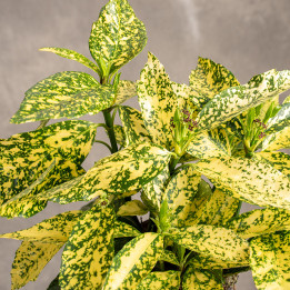 Aukuba japońska 'Variegata' | Tomaszewski