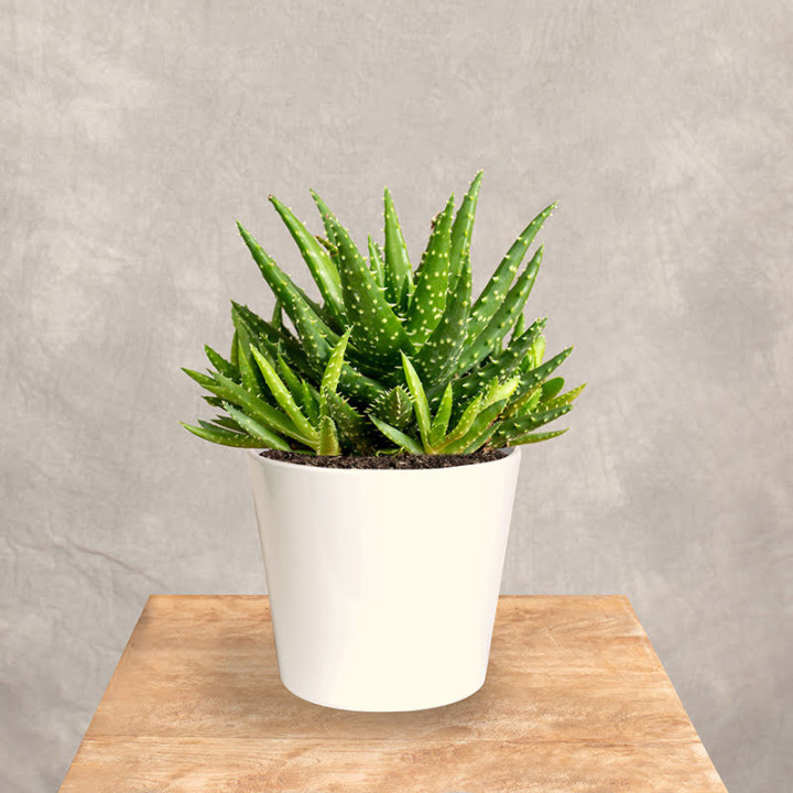 Aloes 'Safari Kerio' | Tomaszewski