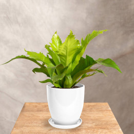 Asplenium 'Gioia' | Tomaszewski