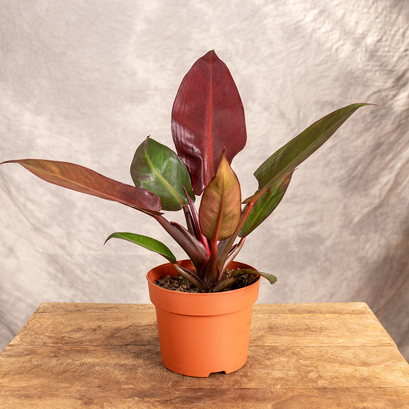 Filodendron 'Red Sun' | Mały