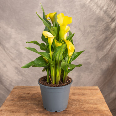 Zantedeschia 'Sunclub'