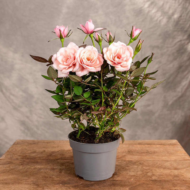 Róża doniczkowa | Herbaciana