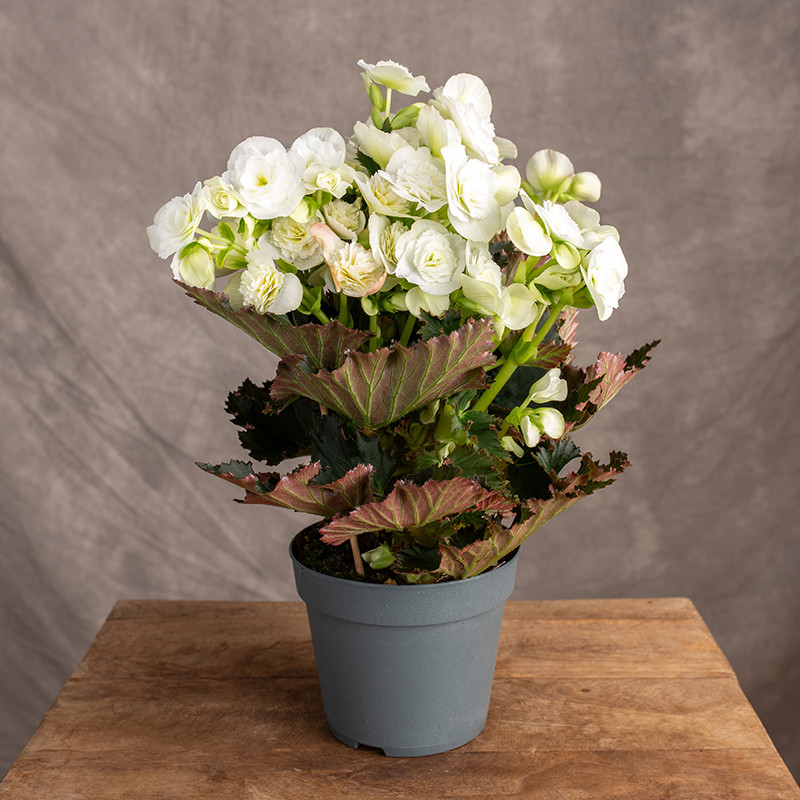Begonia zimowa | Biała