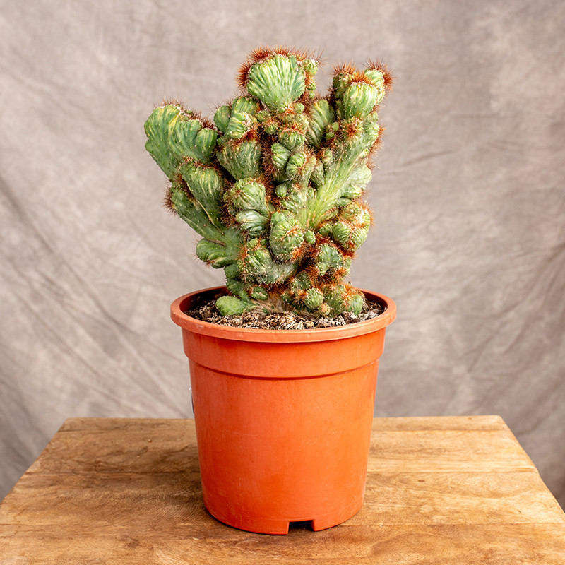 Cereus peruvianus...