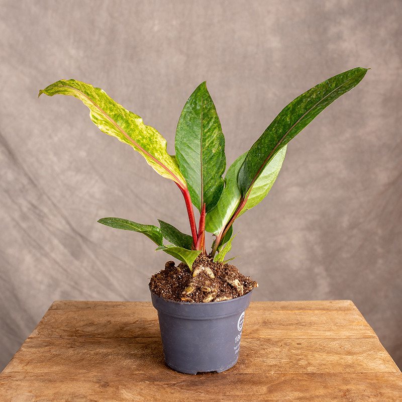 Anturium renaissance Variegata