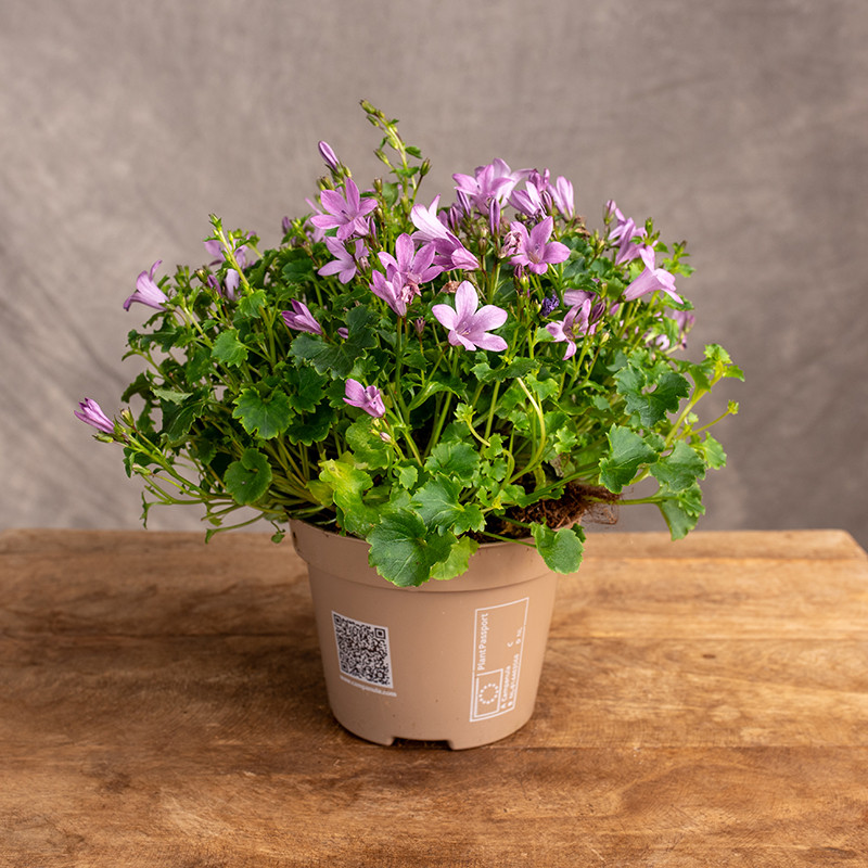 Kampanula 'Porto Pink'