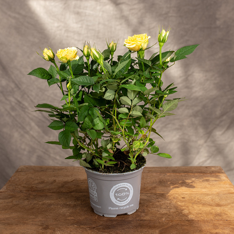 Róża doniczkowa | Żółta