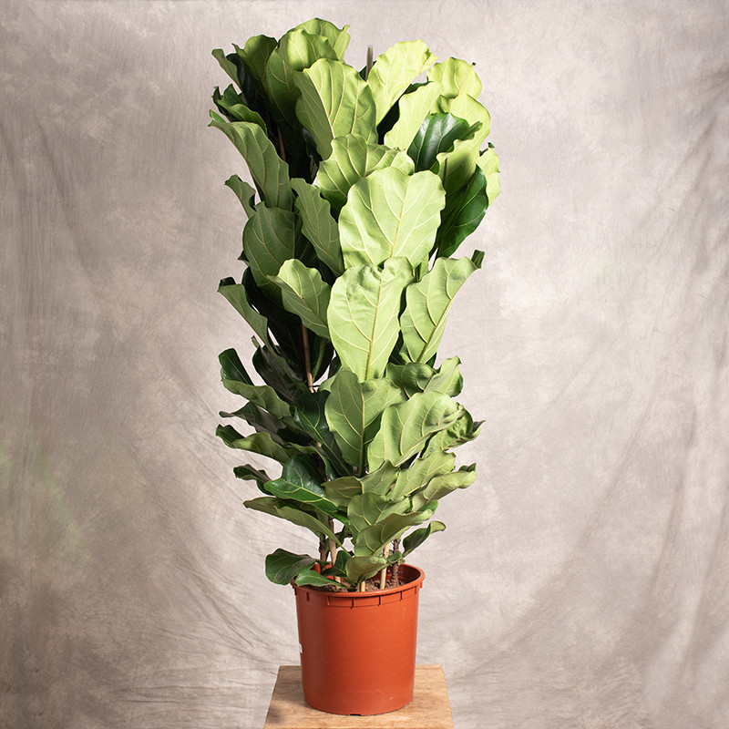 Fikus lirolistny | 3 Pędy