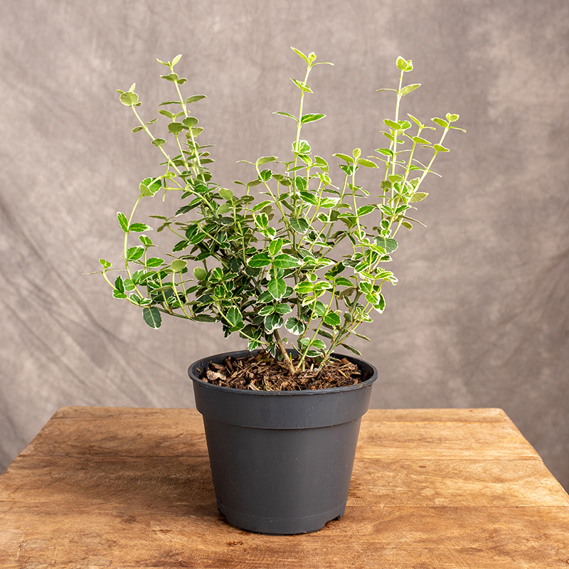 Trzmielina 'Emerald Gaiety'