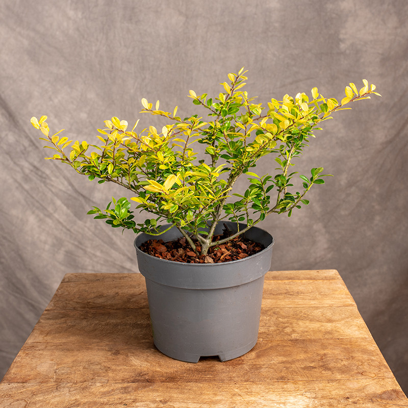 Ostrokrzew 'Golden Gem'
