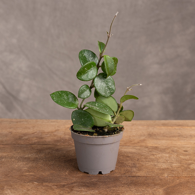 Hoja 'Mathilde Splash' | Mini