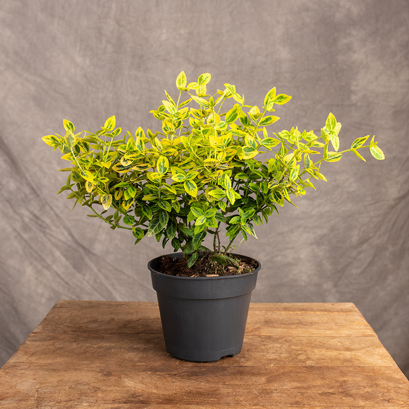 Trzmielina 'Emerald 'n' Gold'