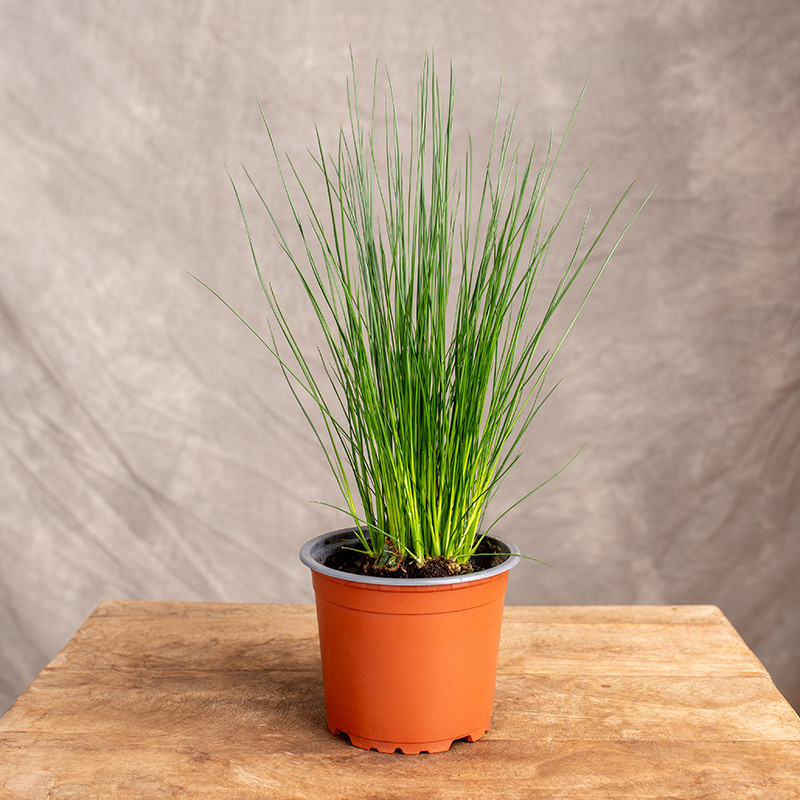 Juncus Pencil Grass | Mały
