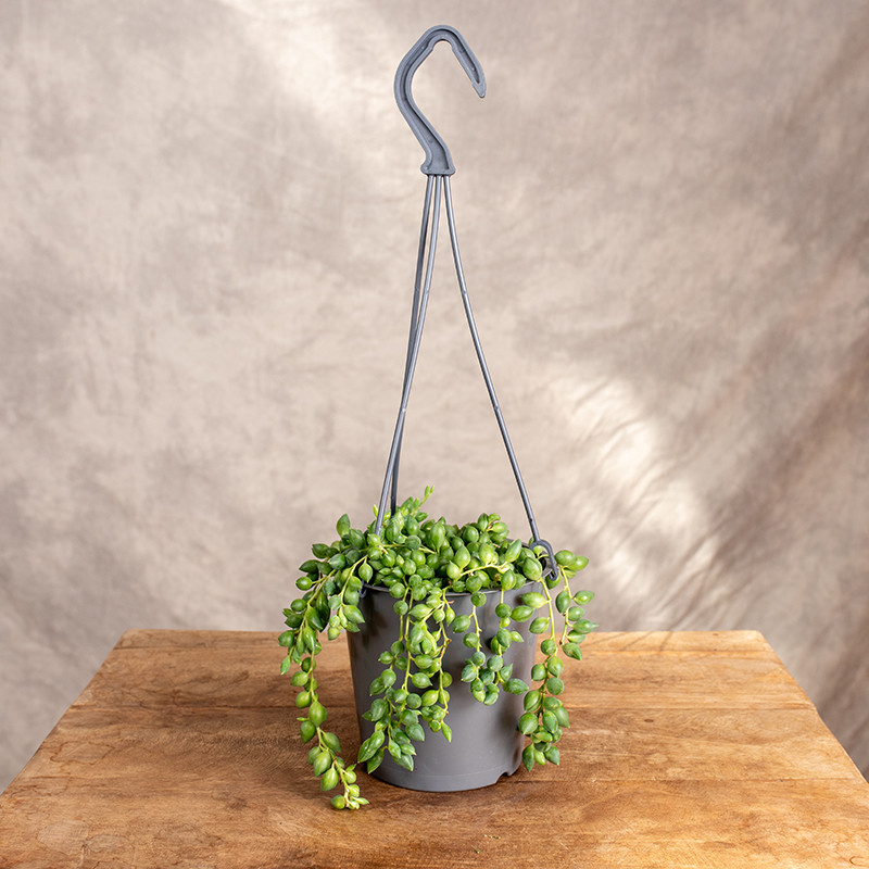 Senecio herreianus | Wiszące