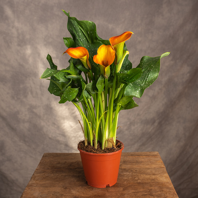 Zantedeschia | Pomarańczowa