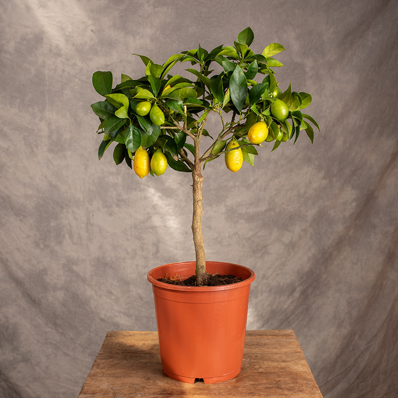 Limequat | Drzewko cytrusowe