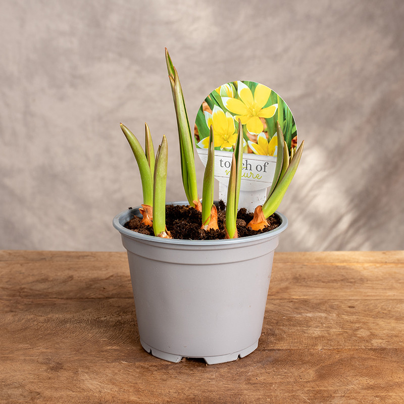 Tulipan botaniczny 'Tarda'
